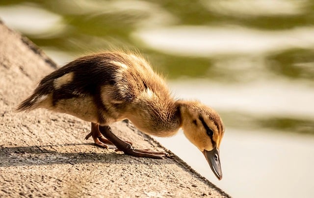 duckling-9660597_640